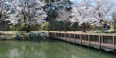 八千代市指定管理公園_黒沢池近隣公園
