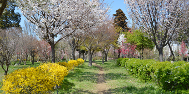 八千代市指定管理公園_村上緑地公園