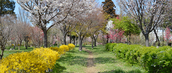 八千代市指定管理公園_村上緑地公園