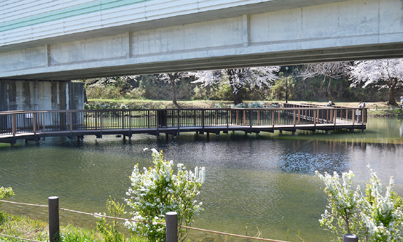 黒沢池近隣公園_2