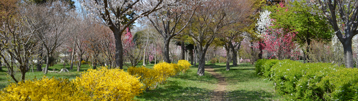 八千代市指定管理公園_村上緑地公園_メイン画像